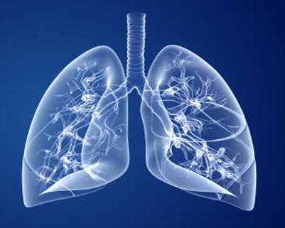OVA induced Asthma model
